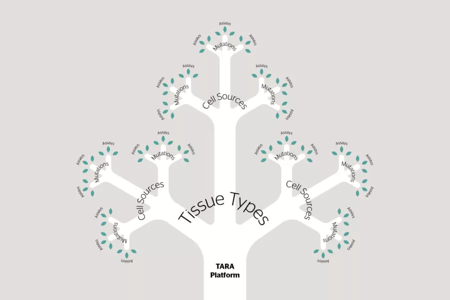 TARA product structure envisioned as a tree: TARA platform trunk branches into tissue types, then cell sources, then mutations, then assays.